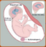 Ultrasound Assessment for Fetal Anomalies